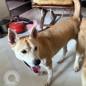 A White-Brown Mix Pitsky Dog Missing from Sanjay Park