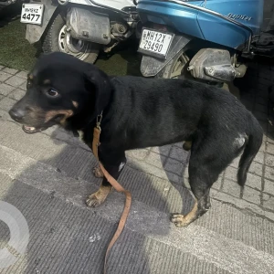 A Black and Brown Rottweiler mix Dog Found from Shivajinagar, Pune-2