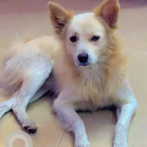 A White-Brown Mix Indie Dog Missing from West Kamalpur, Kamal Vihar