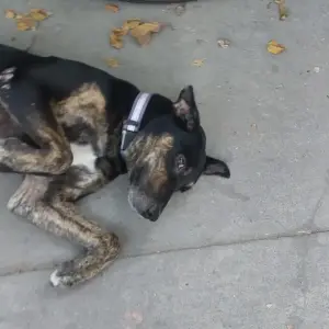 A Black Indie Dog Missing from Sector 8, Rohini-2