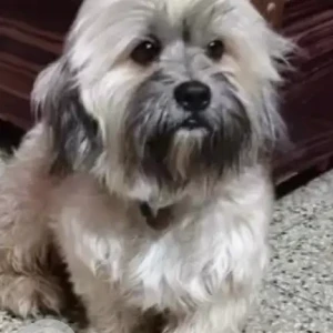A White-Brown Mix Shih Tzu Dog Missing from Gangirpalaya hoshalli cross