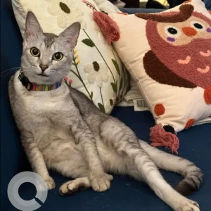 A Grey-White Mix Indie Cat Missing from Convent Road, Richmond Town
