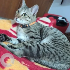 A Grey Tabby Cat Missing from Canara Bank Apartment-2