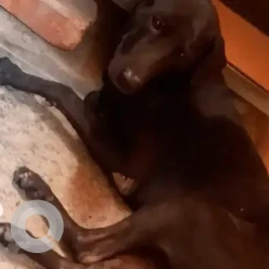 A Black and Brown Indie Dog Found from Ramaiah layout-3