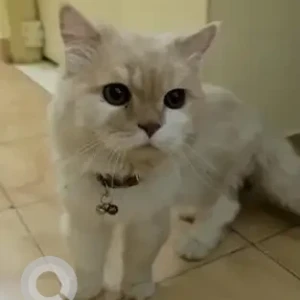 A White Persian Cat Found from Kasturi Nagar, Bengaluru
