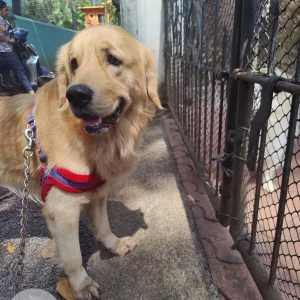 A Golden Golden Retriever Dog Found from Routa Vaddo, Nagoa-2