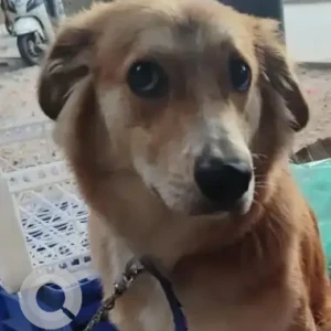 A White-Brown Mix Indie Dog Found from Ralco, HBR Layout