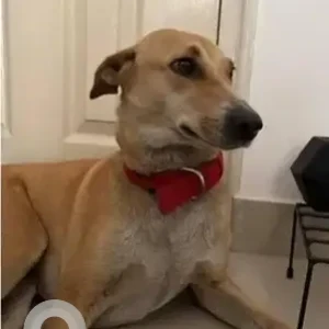 A White-Brown Mix Indie Dog Missing from Bengaluru