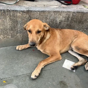 A Brown Indie Dog Missing from Kadimi, Park C5, Janakpuri