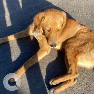 A Light Brown Indie Dog Missing from singhadurbar