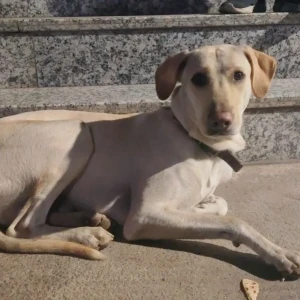 A White Indie Dog Found from Rana Pratap Bagh