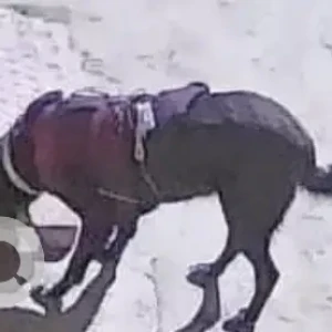 A Black Indie Dog Missing from Subhash Nagar