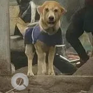 A White Golden Retriever Dog Missing from Shamshaan Ghaat, Geeta