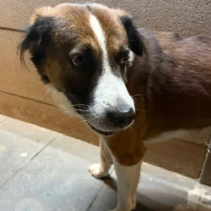 A White-Brown Mix Indie Dog Found from Bandra palihill