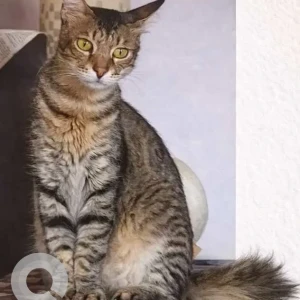 A Grey Indie Cat Missing from 13th Main Road, Annanagar