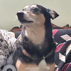 A Black Country breed Dog Missing from Bengaluru-2