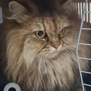 A Brown Persian Cat Found from Pebbles 2, Bavdhan entrance