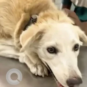 A White Indie Dog Missing from DLF, Chhatarpur