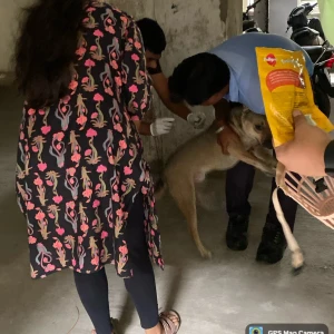 Rabies vaccination-79