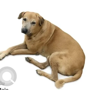 A White-Brown Mix Indie Dog Missing from Chowdhury Para Shiv Temple