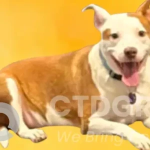 A White-Brown Mix Pitbull Dog Missing from Boston Post Rd
