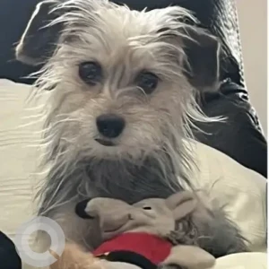 A Grey-White Mix Terrier-Chi-Dachshund X Dog Missing from Thatcher St/Rickard St