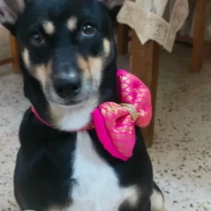 A Black and Brown Indie Dog Missing from AWHO Gurjinder Vihar