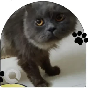 A Black Persian Cat Found from Koramangala