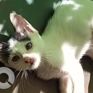 A Black and White Indie Cat Missing from Collection O Dabolim hotel