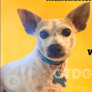 A White Rat Terrier Dog Missing from Bush Hill Rd Area