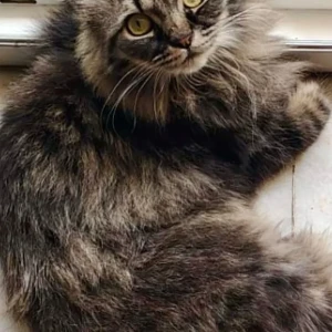 A Black and Brown Persian Cat Missing from Koregaon Park, Pune