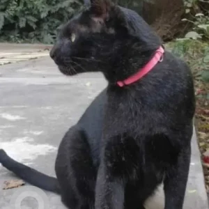 A Black Indie Cat Missing from Park View Apartments, Sector 29