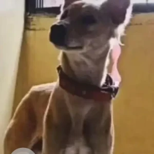 A White-Brown Mix Indie Dog Missing from Pimpri Chinchwad-2