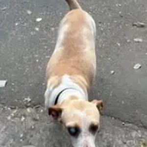 A Brown Indie Dog Found from Jayanagar-2