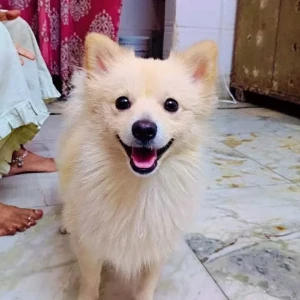 A White Pomeranian Dog Missing from New Delhi