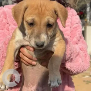 Female Indie Dog Adoption for Adoption in Dwarka sec14