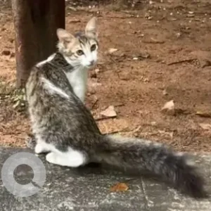 A White and Grey Indie Cat Found from Koramangala, Bengaluru