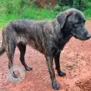A Black and Brown Indie Dog Missing from Pernem, Mandrem
