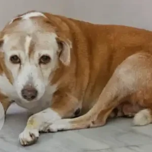 A White-Brown Mix Indie Dog Missing from Ganapati Complex