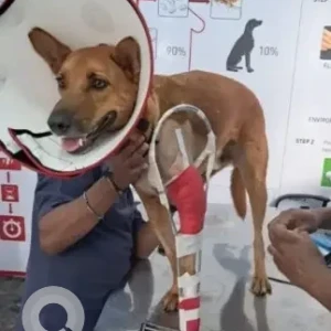 A Brown Indie Dog Missing from Jakkuru, Bengaluru