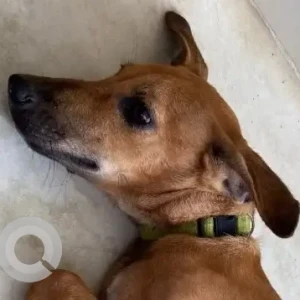 A Brown Indie Dog Found from Chennai