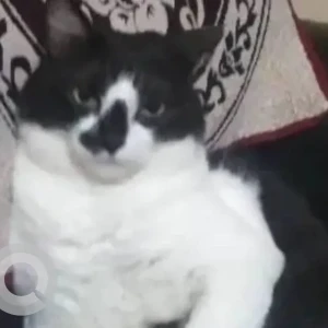 A Black and White Indie Cat Missing from Pune