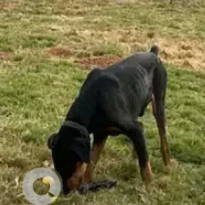 A Black and Brown Doberman Dog Found from Maruthi Sevanagar-2