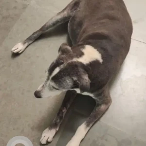 A White-Brown Mix Indie Dog Missing from Shashi Garden, Mayur Vihar