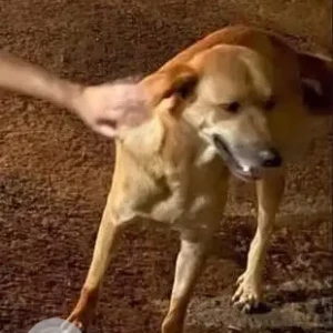 A Brown Indie Dog Found from Porvorim-3