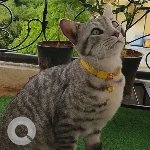 A Grey Indie Cat Missing from Benniganahalli, Bengaluru