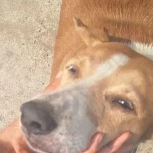 A White-Brown Mix Indie Dog Missing from GD Block Pitampura-2