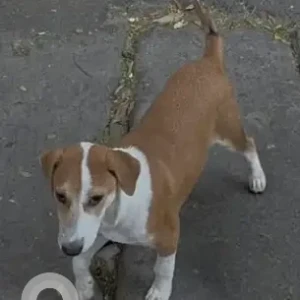 A White-Brown Mix Indie Dog Missing from Cambridge Layout