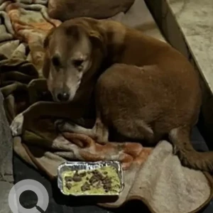 A White-Brown Mix Indie Dog Missing from Sushant Lok C block, Gurgaon-2