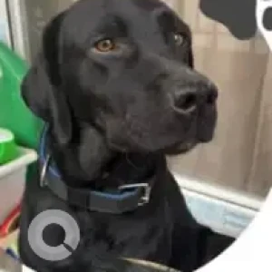 A Black Labrador Dog Found from Noida, Sector 150